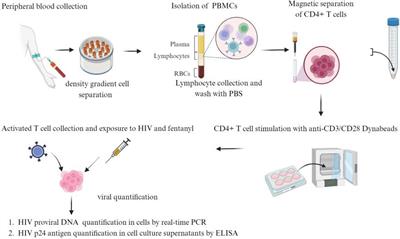 Effect of fentanyl on HIV expression in peripheral blood mononuclear cells